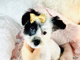 Mixed Breed dogs - Ad 36