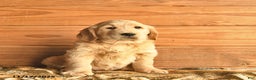 Golden Retriever dogs for sale: Carter  - Ad 2