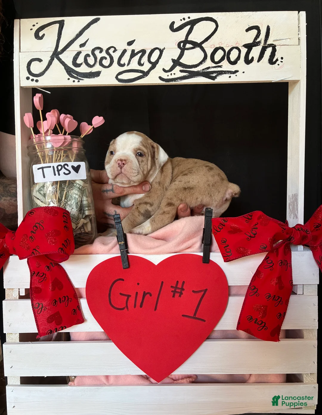 Olde English Bulldogge dogs for sale: Olde English Bulldogge Puppy 7 - Ad 12