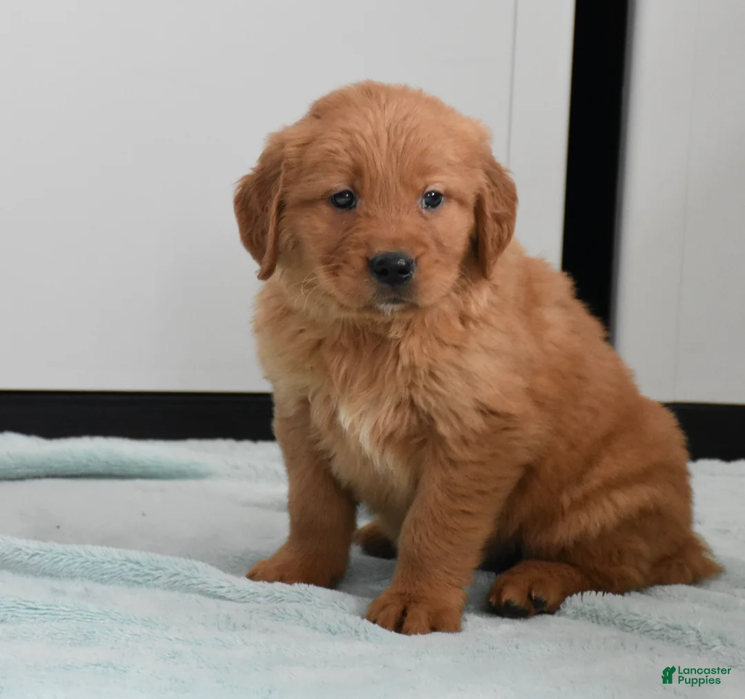 Golden Retriever dogs for sale: Finn    Genetic/OFA - Ad 4