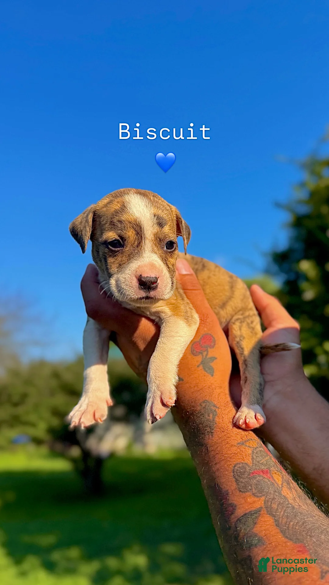 Mixed Breed dogs for sale: Mixed Breed 6 - Ad 1
