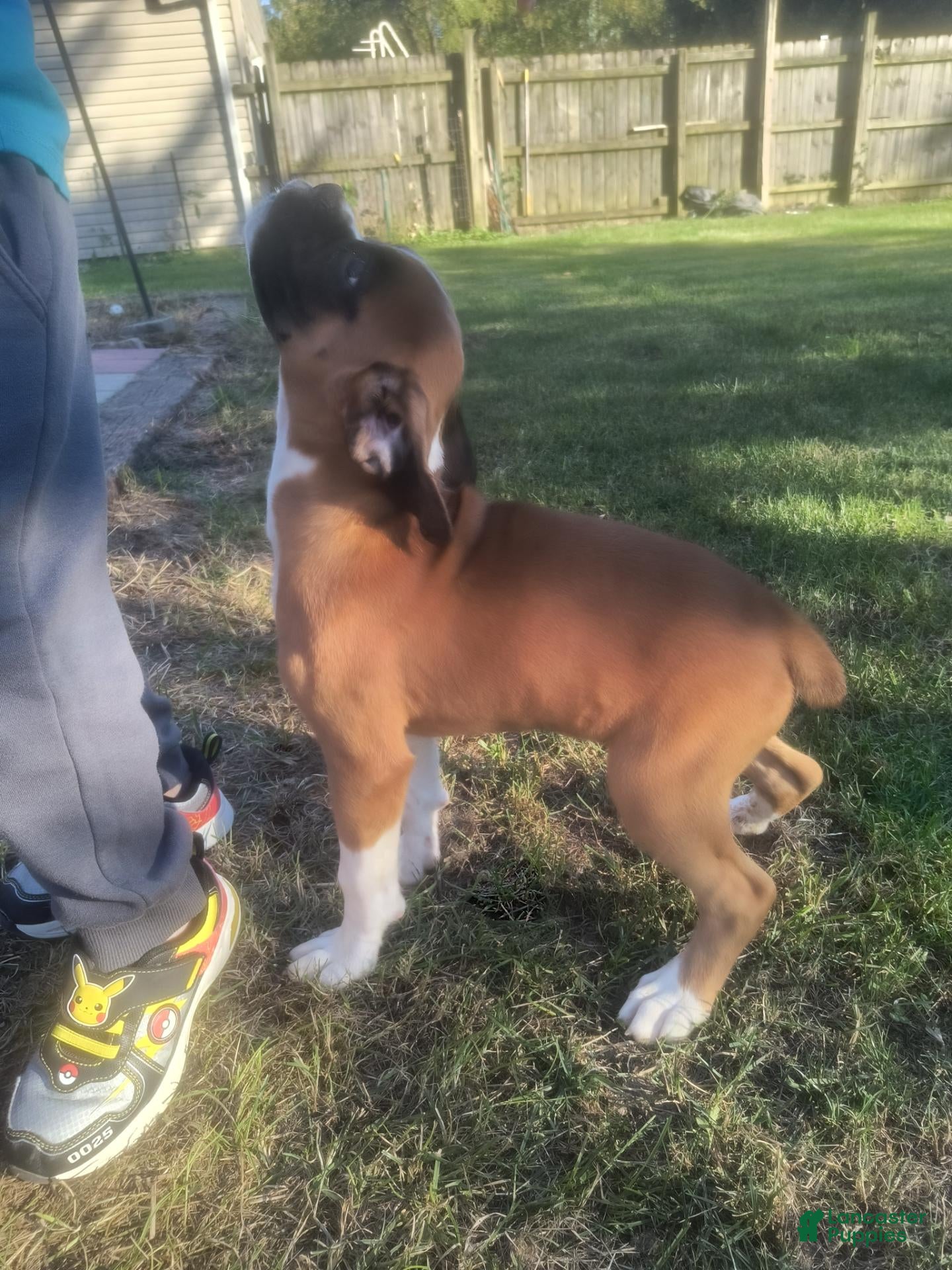 Boxer dogs Boxer 6 - Ad 16