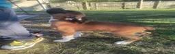 Boxer dogs for sale: Boxer 6 - Ad 1