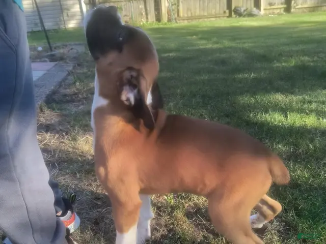 Boxer dogs Boxer 6 - Ad 16