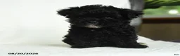 Toy Poodle dogs for sale: Oscar - Ad 5