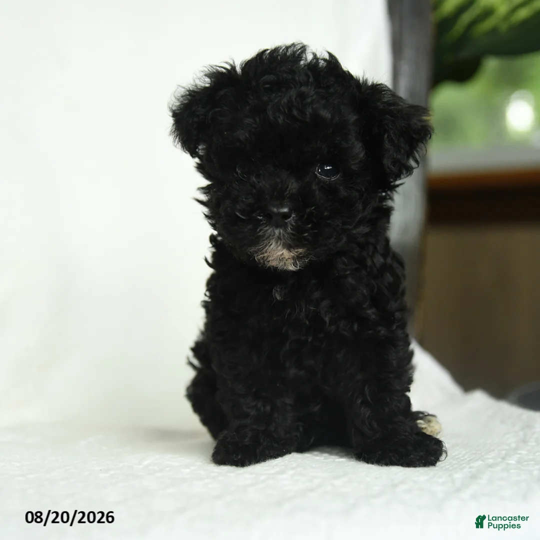 Toy Poodle dogs for sale: Oscar - Ad 5