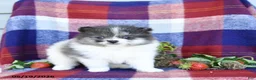 Pomeranian dogs for sale: Fiddle - Ad 3