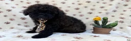 Shihpoo dogs for sale: Buddy - Ad 4