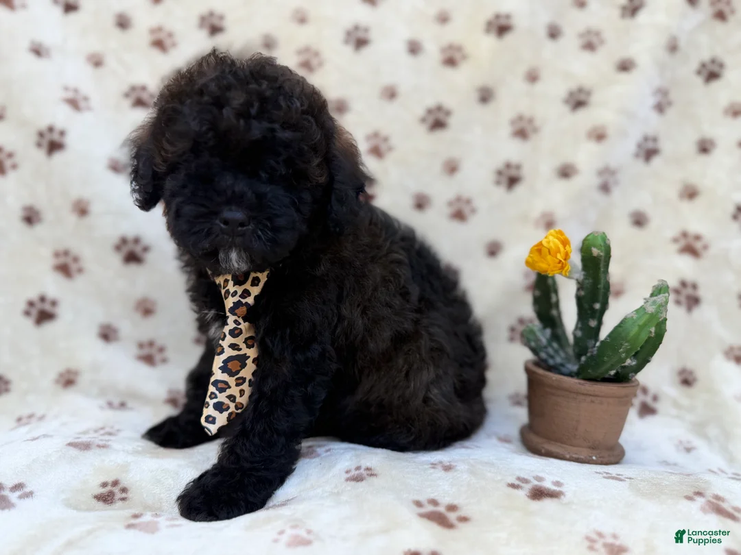 Shihpoo dogs for sale: Buddy - Ad 4