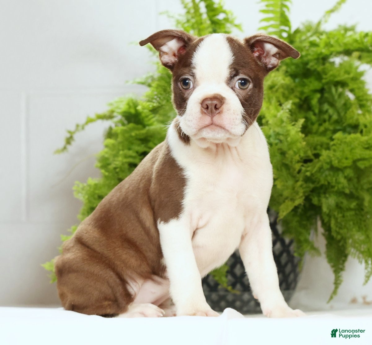 Boston Terrier dogs Misty - Ad 2