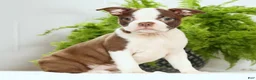 Boston Terrier dogs for sale: Misty - Ad 2