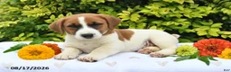 Mixed Breed dogs for sale: Drey - Ad 3