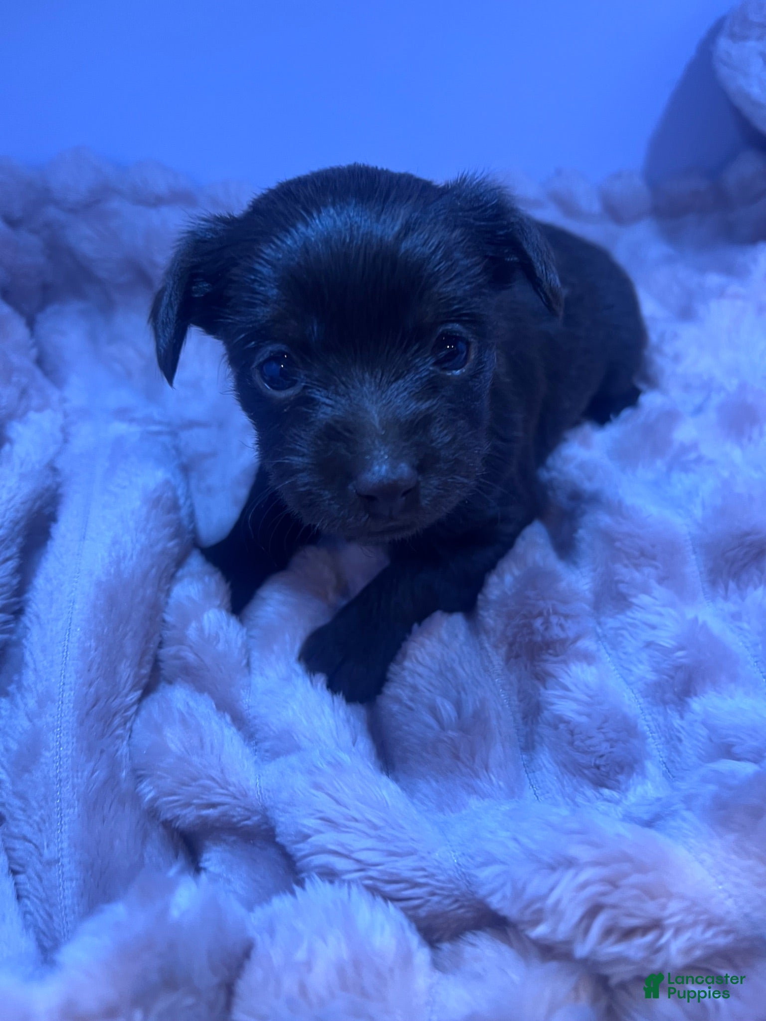 Yorkiepoo dogs Yorkiepoo 3 - Ad 2