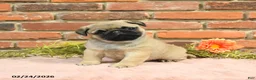 Pug dogs for sale: Jasper - Ad 3