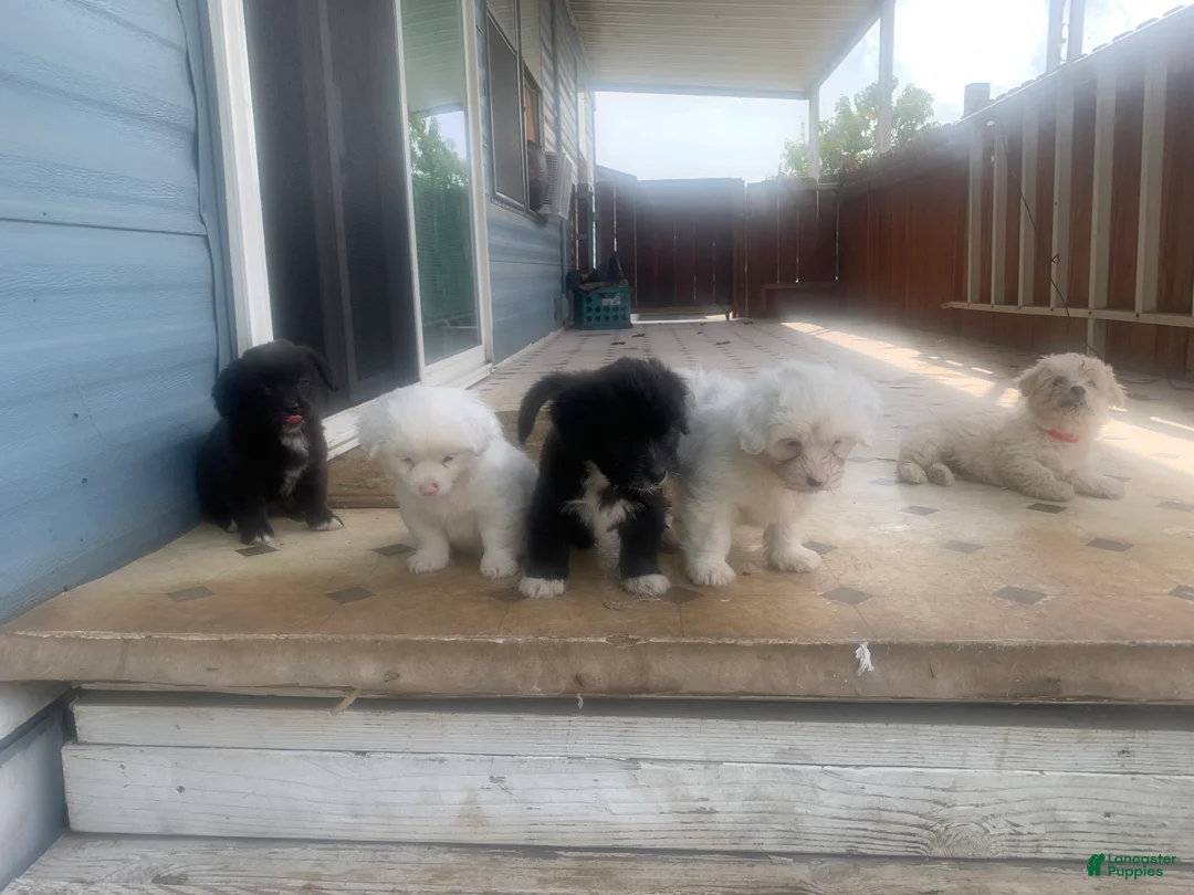 Coton De Tulear dogs for sale: Coton De Tulear Puppy 4 - Ad 1
