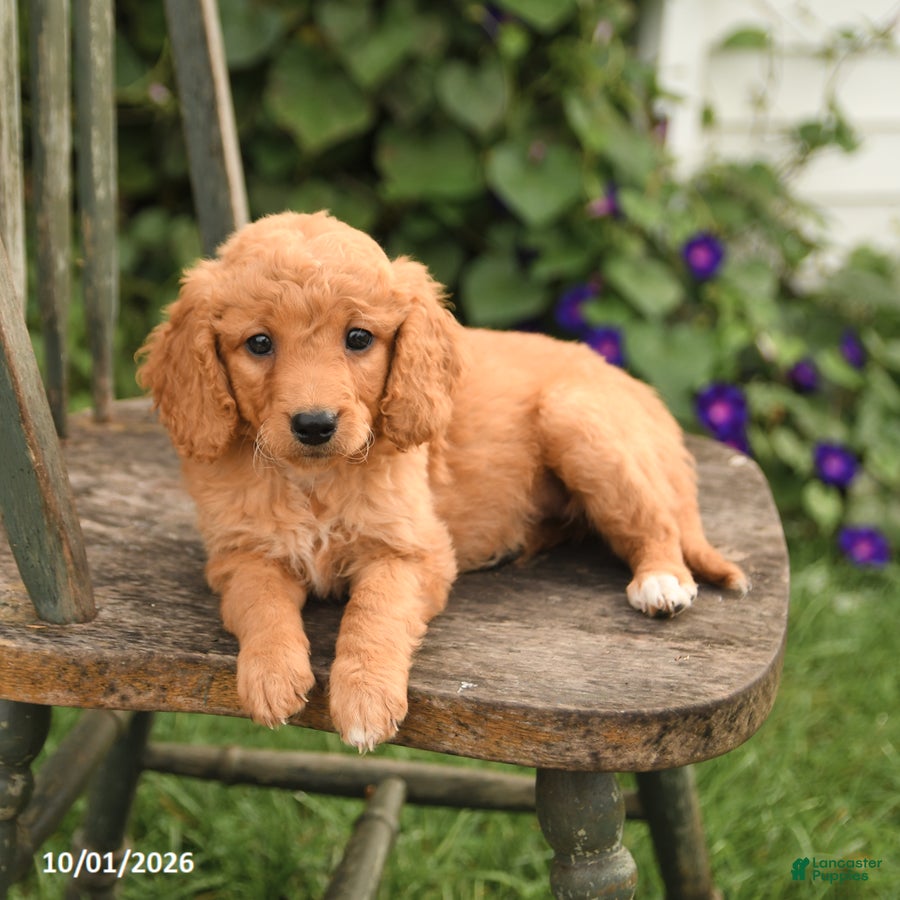 Mini Goldendoodle dogs Diamond - Ad 2