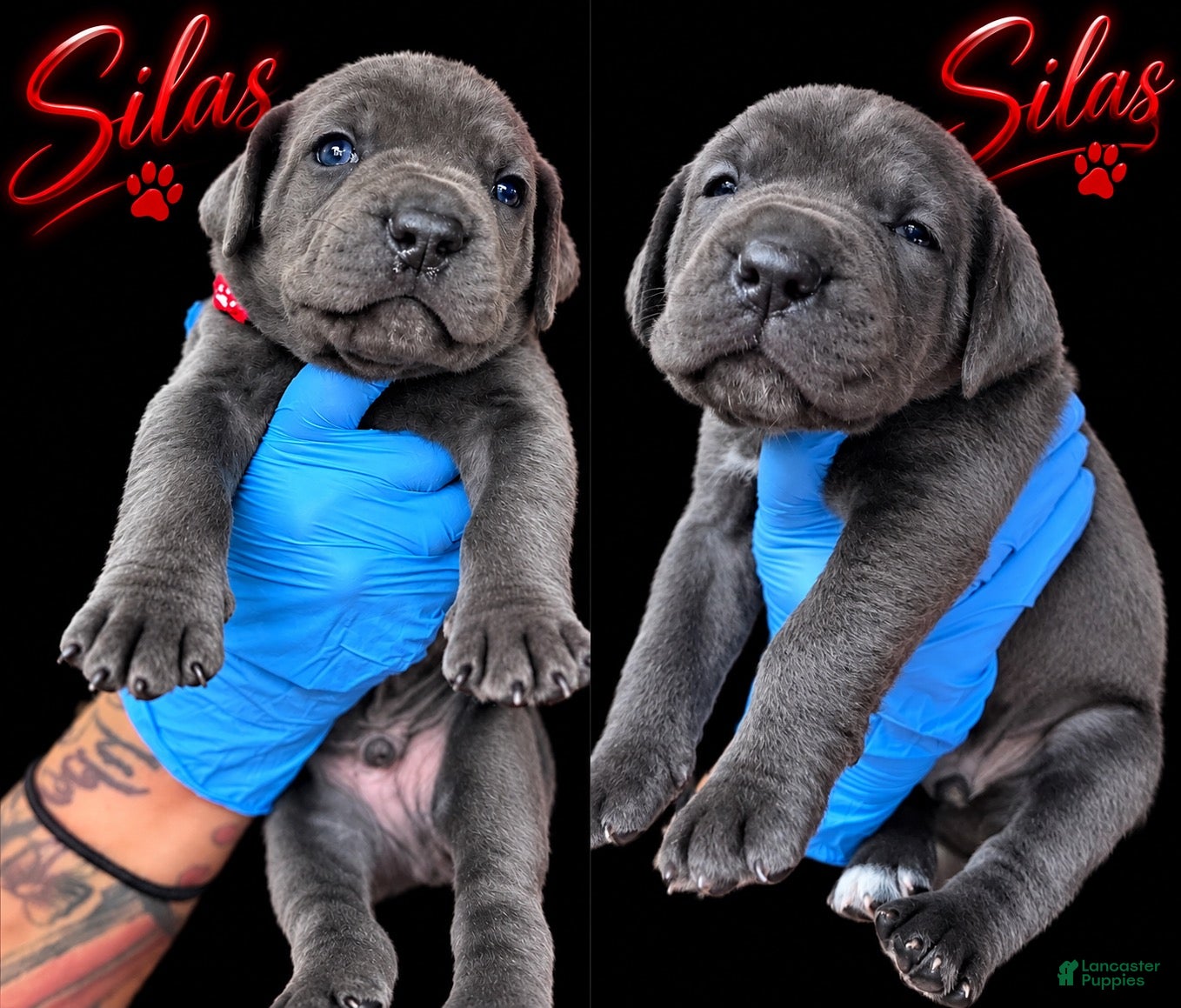 Cane Corso dogs Silas - Ad 2
