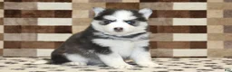 Pomsky dogs for sale: Ice - Ad 4