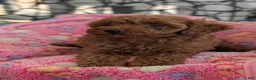 Toy Poodle dogs for sale: Violet  - Ad 11