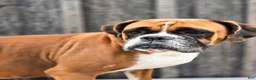 Boxer dogs for sale: Boxer Puppy 1 - Ad 4