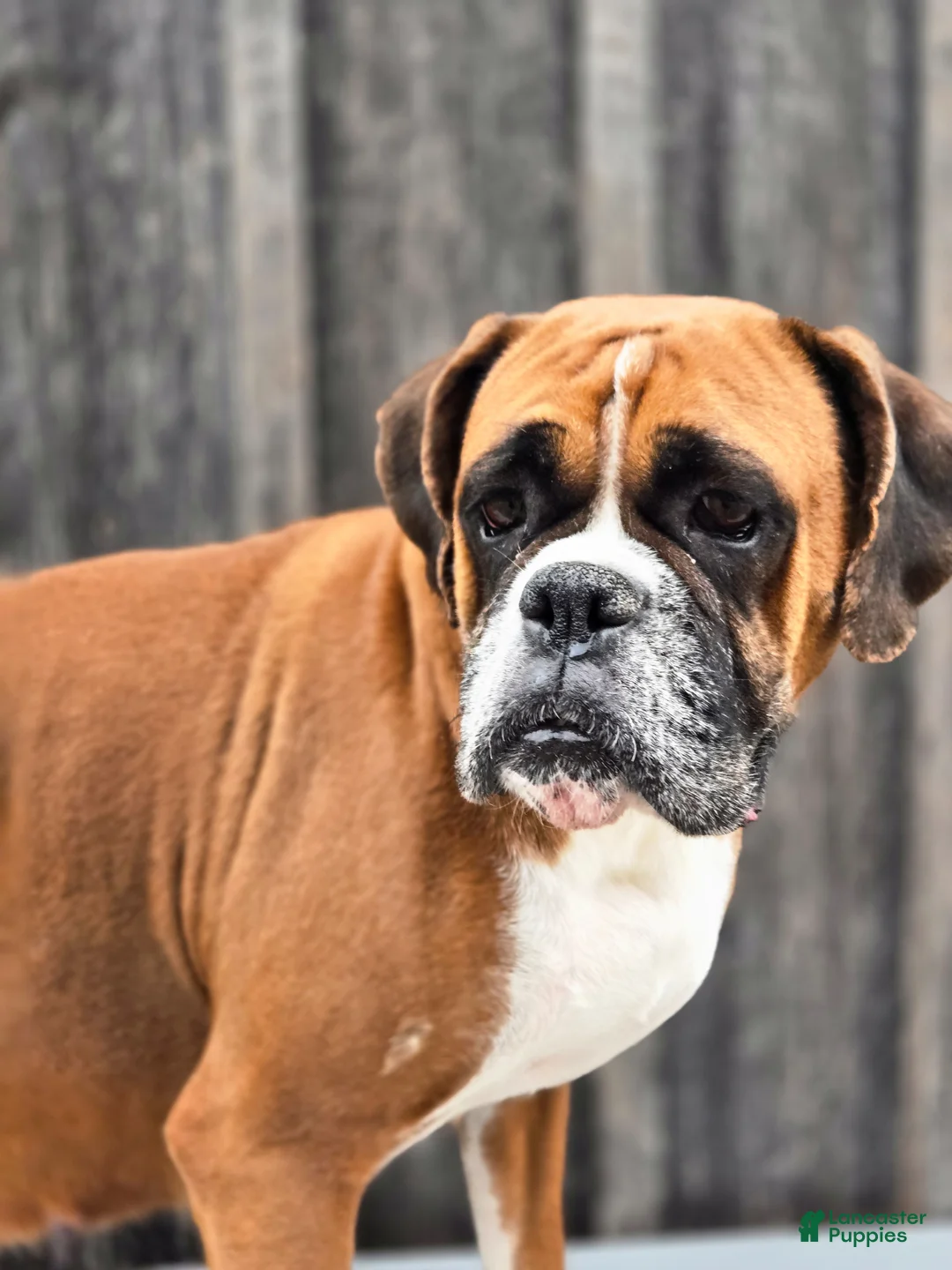 Boxer dogs for sale: Boxer Puppy 1 - Ad 4
