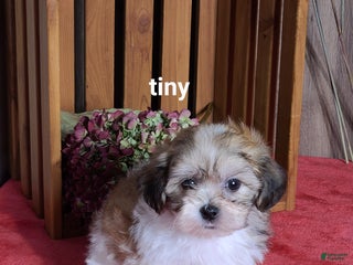 Teddy Bear dogs - Ad 33