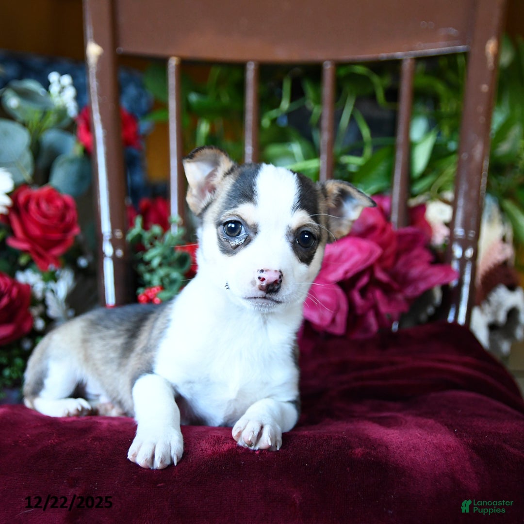 Chihuahua dogs for sale: Frosty - Ad 2