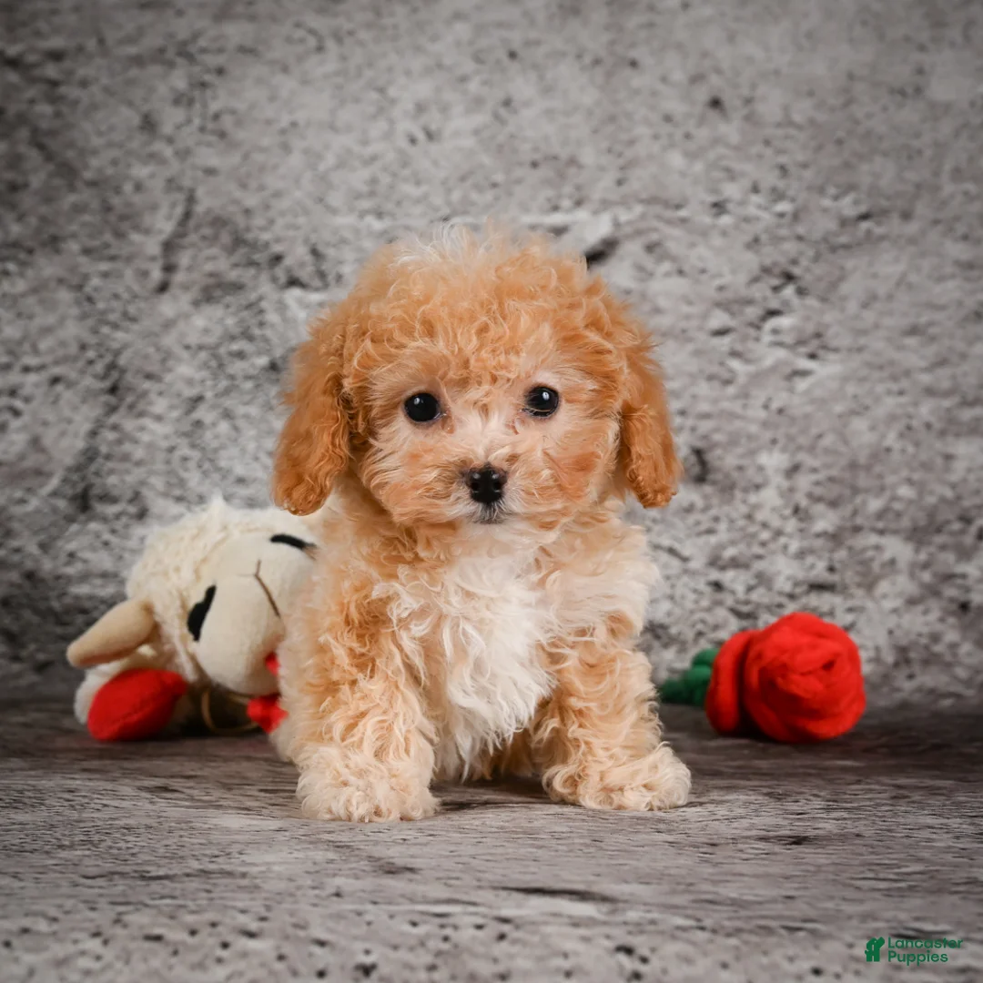 Bichpoo dogs for sale: Max - Ad 2