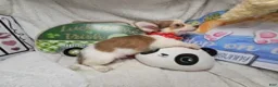 Chihuahua dogs for sale: Nellie Bell - Ad 5