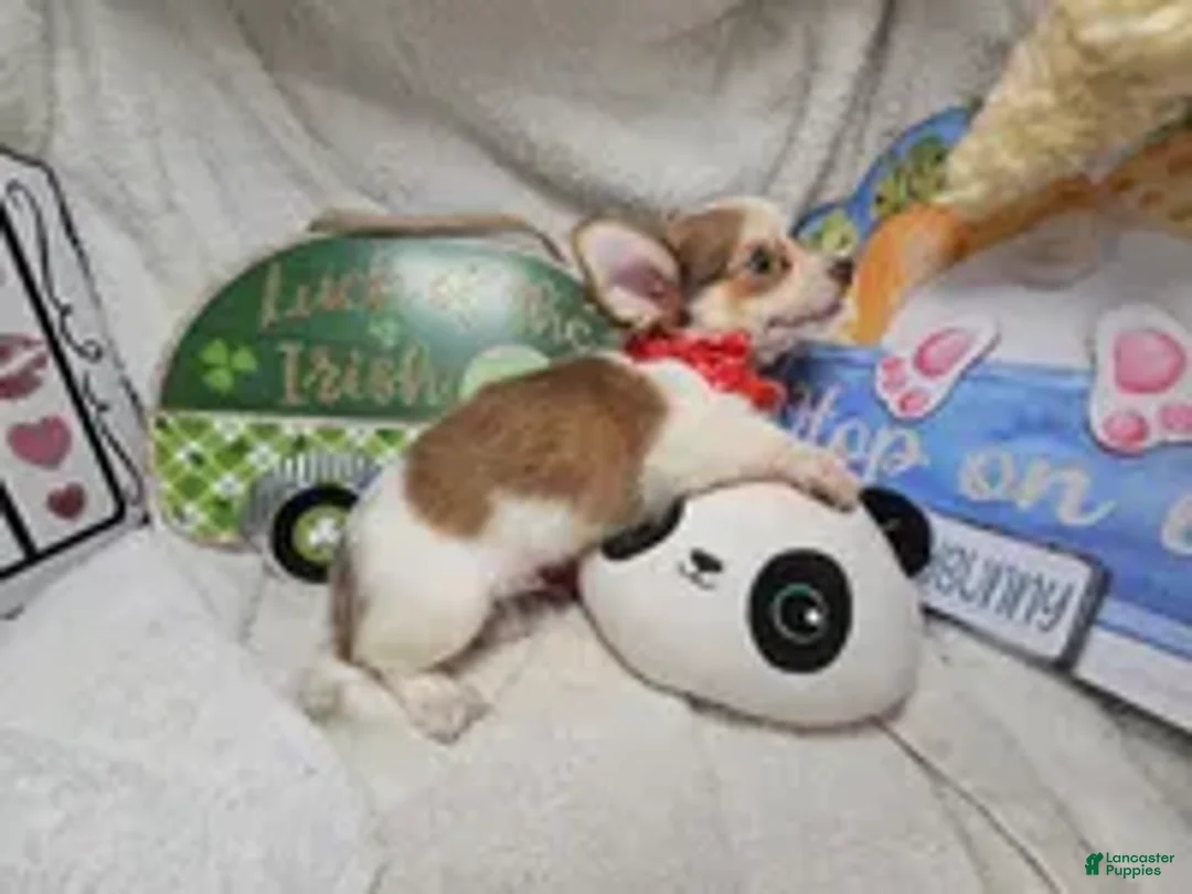 Chihuahua dogs for sale: Nellie Bell - Ad 5