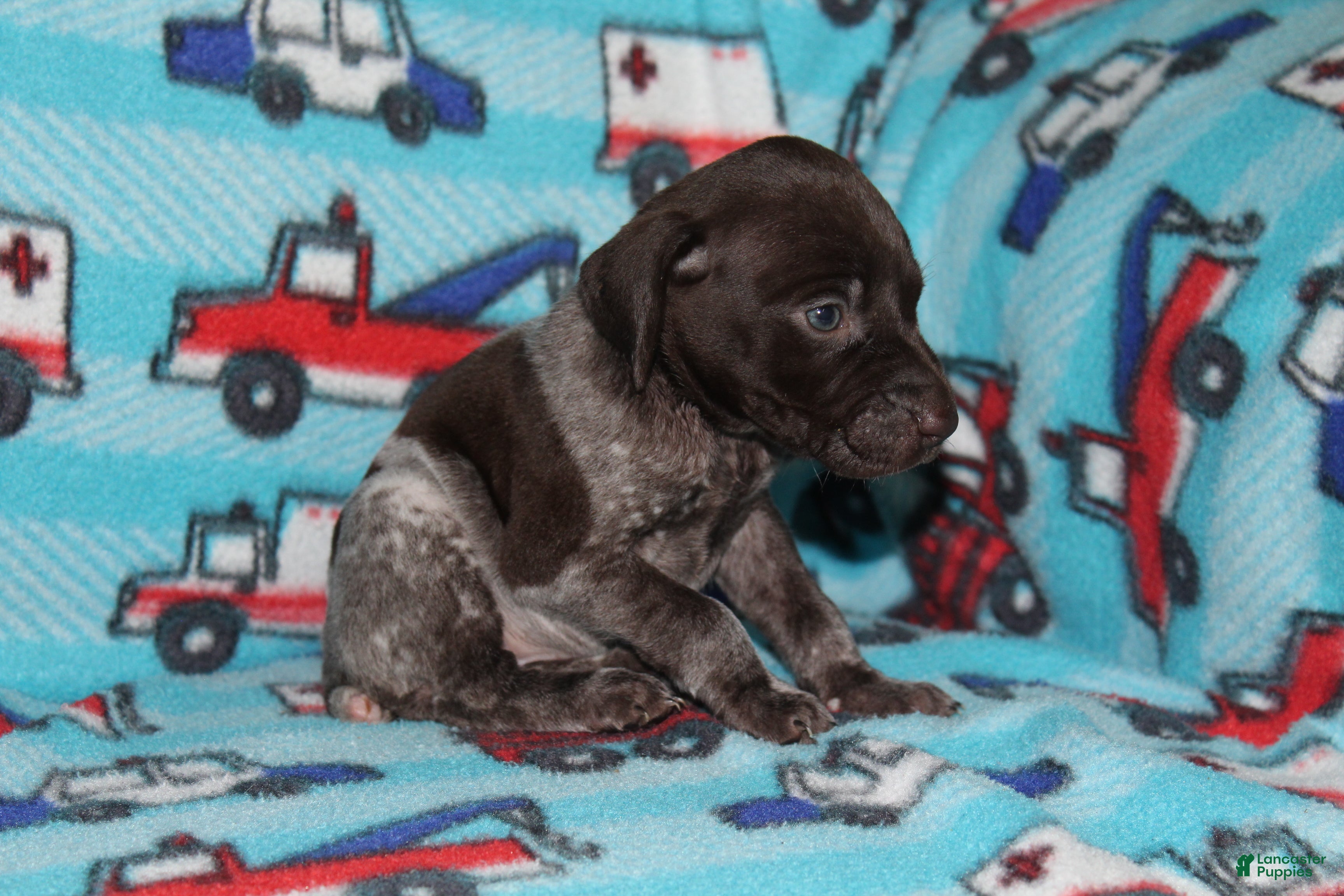 German Shorthaired Pointer dogs Callalilly  - Ad 2