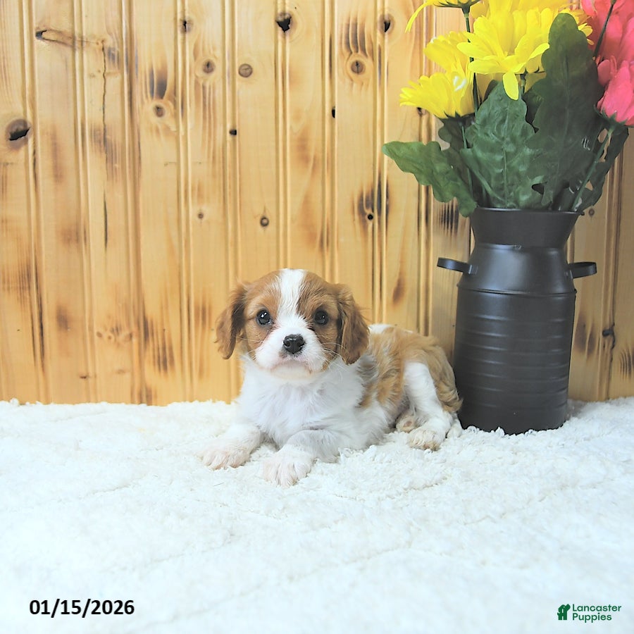 Cavalier King Charles Spaniel dogs Cupid - Ad 2