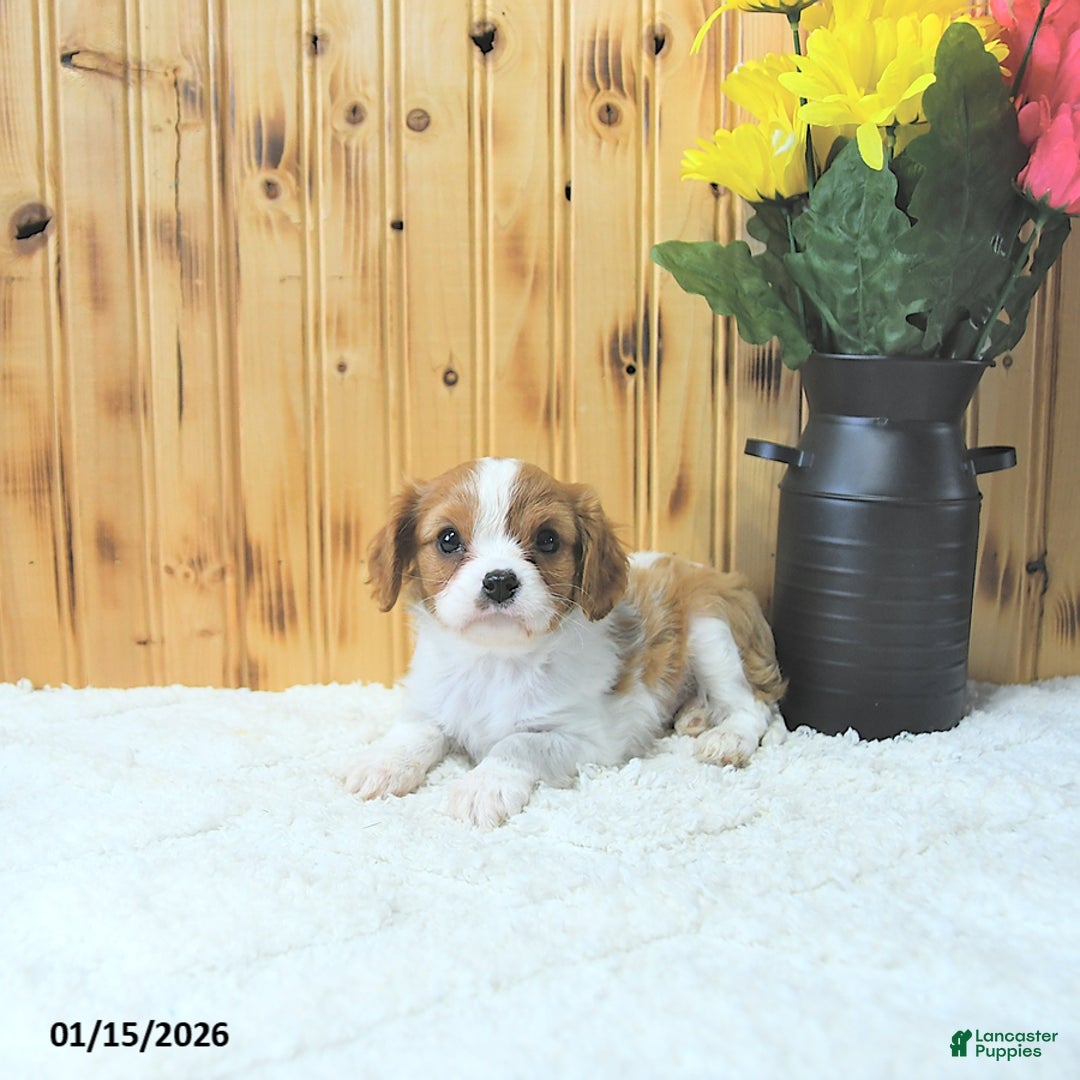 Cavalier King Charles Spaniel dogs for sale: Cupid - Ad 2