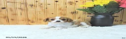 Cavalier King Charles Spaniel dogs for sale: Cupid - Ad 2