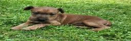 Irish Terrier dogs for sale: Brook - Ad 2