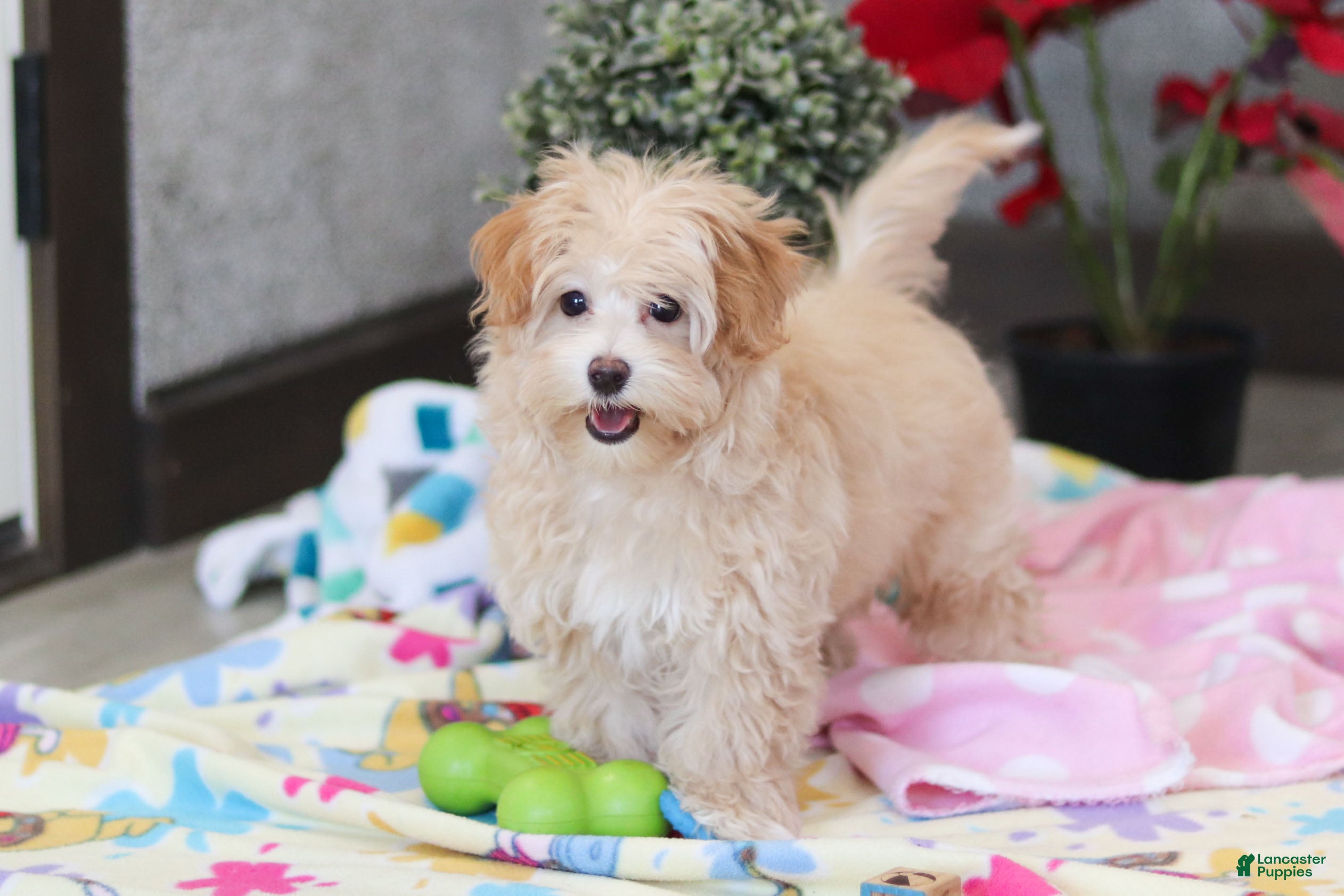 Havapoo dogs Clover - Ad 24