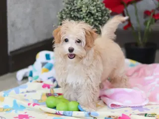 Havapoo dogs Clover - Ad 24