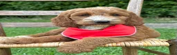 Irish Doodle dogs for sale: Maggie - Ad 12