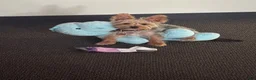 Yorkshire Terrier dogs for sale: Yorkshire Terrier 1 - Ad 2