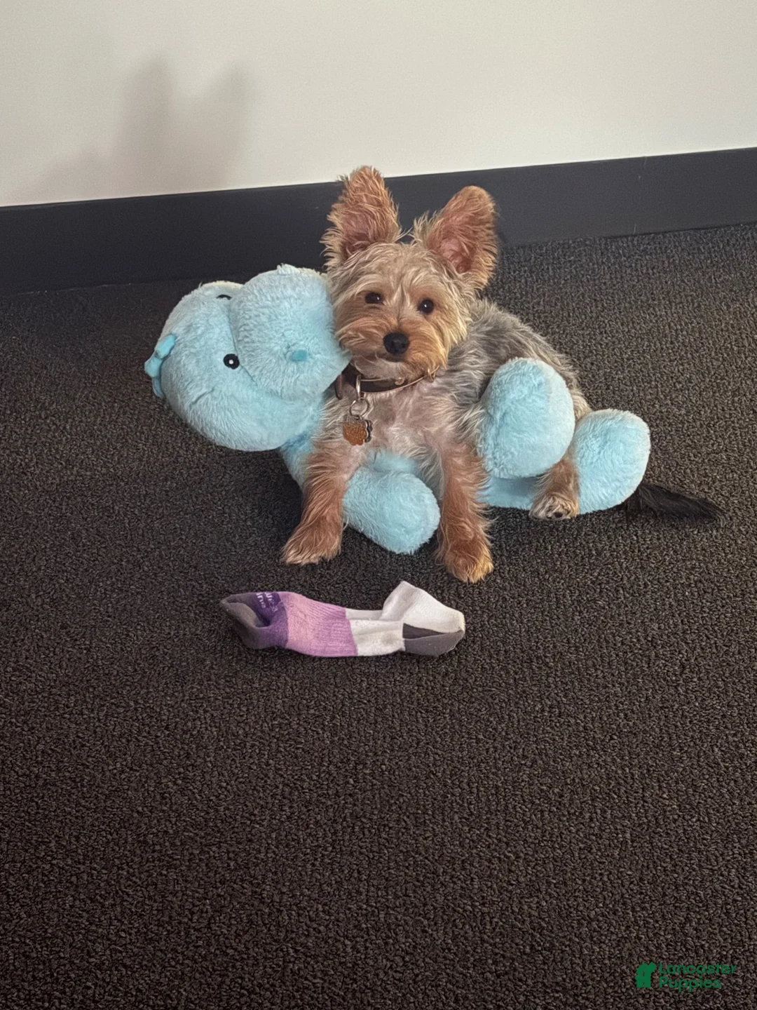 Yorkshire Terrier dogs for sale: Yorkshire Terrier 1 - Ad 2