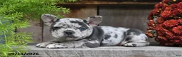 Frenchton dogs for sale: Roxie - Ad 5