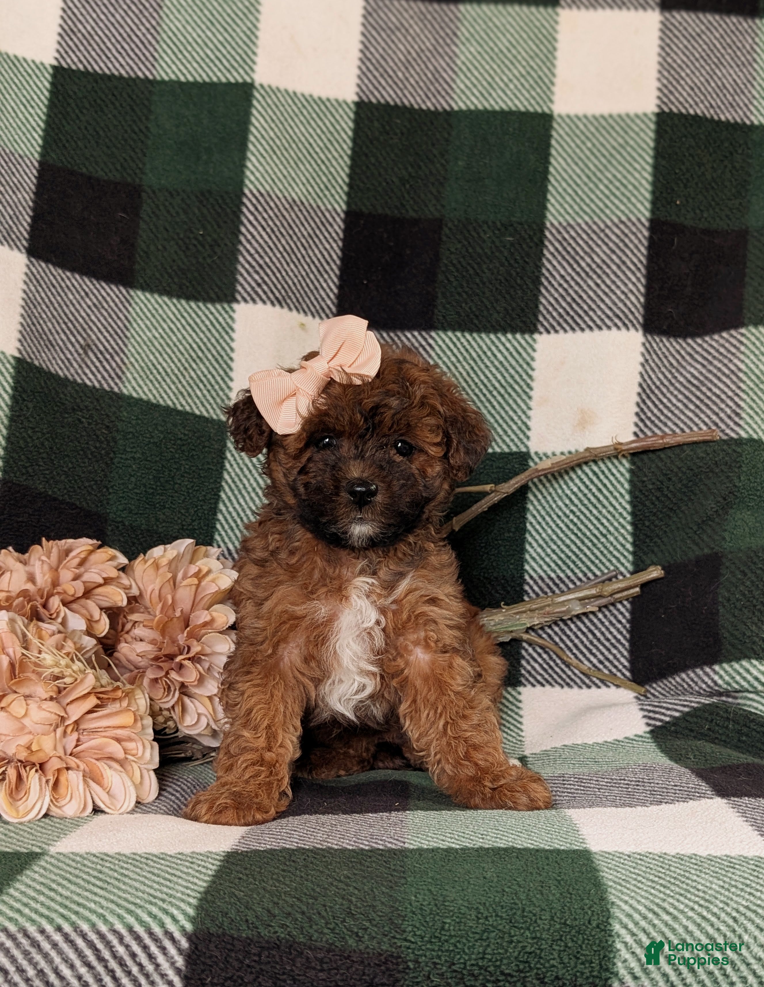 Lhasapoo dogs Chanelle Hypoallergenic - Ad 1