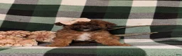 Lhasapoo dogs for sale: Chanelle Hypoallergenic - Ad 1