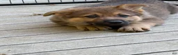 German Shepherd dogs for sale: Orange collar - Ad 6