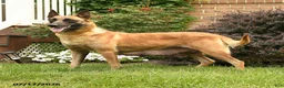 Belgian Malinois dogs for sale: Roxy - Ad 4
