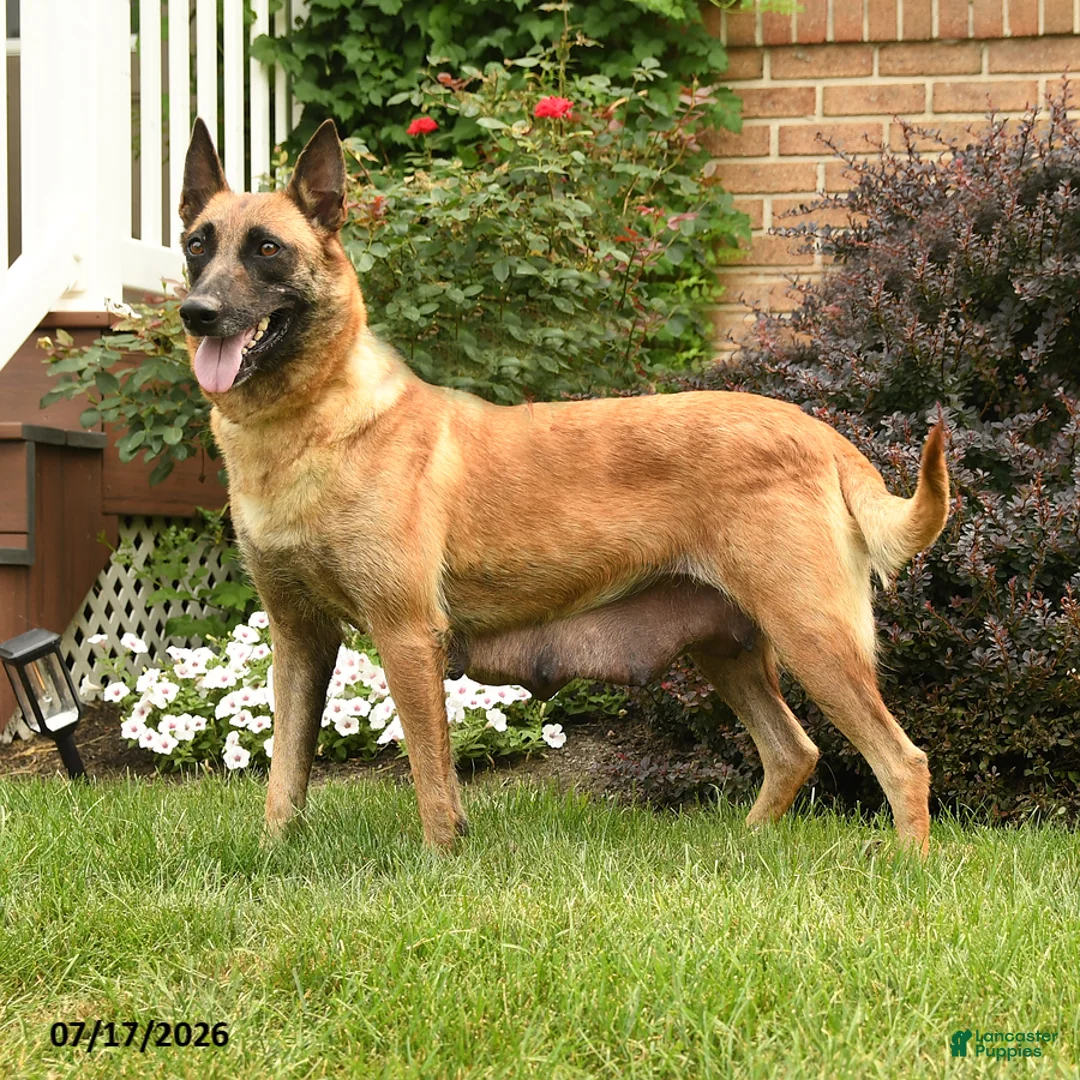 Belgian Malinois dogs for sale: Roxy - Ad 4