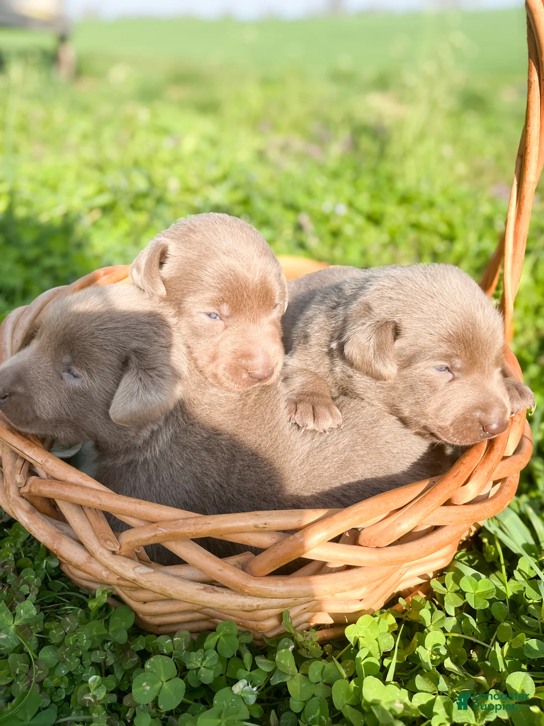 Labrador Retriever dogs for sale: Lou Lou - Ad 2