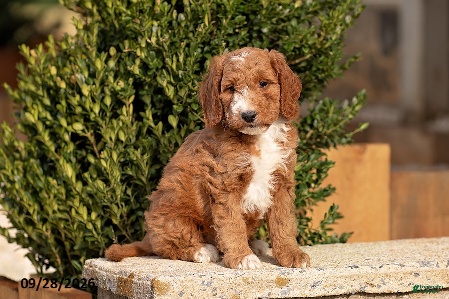Mini Goldendoodle dogs Tank - Ad 2