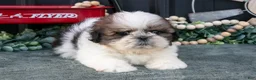 Shih Tzu dogs for sale: Connor - Ad 3