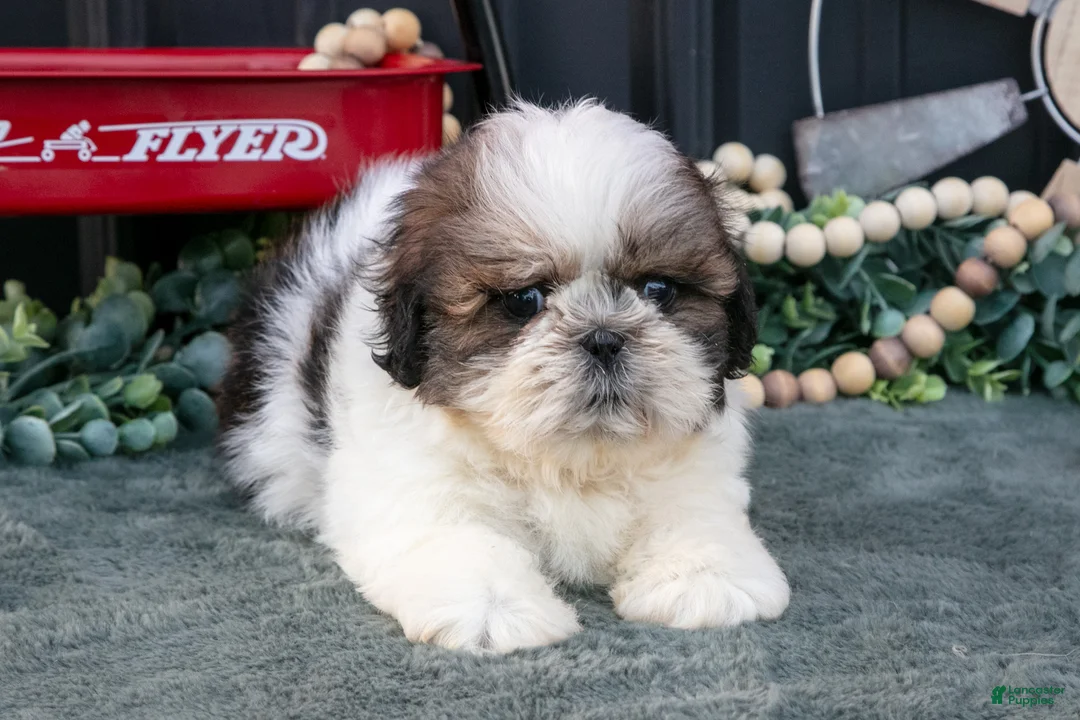 Shih Tzu dogs for sale: Connor - Ad 3